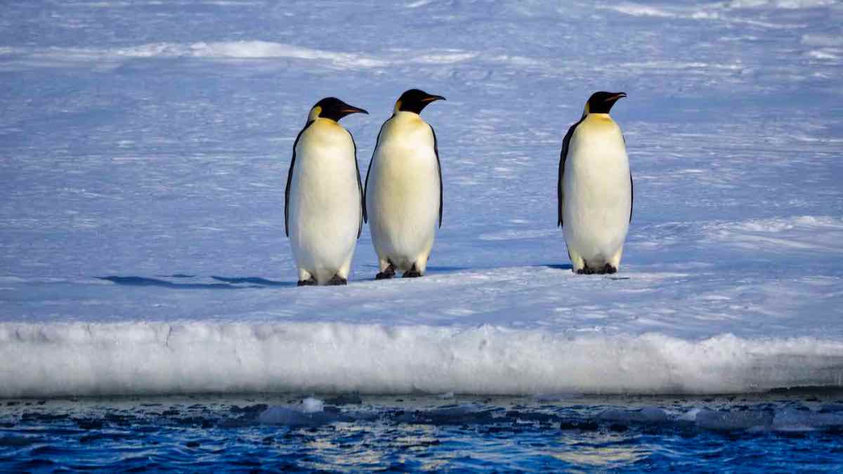 PenguinWorld